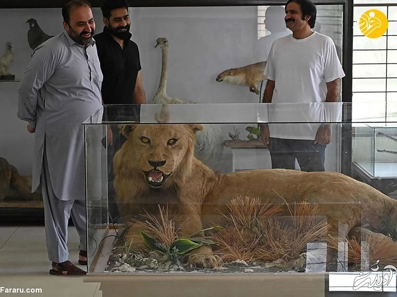 (تصاویر) تاکسیدرمی حیوانات خانگی پس از مرگ